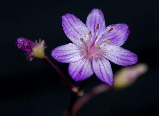 Lewisia leana - Quill-leaved Lewisia.jpg